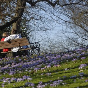 Eine Wiese voller Blüten im Botanischen Garten. Zwei Menschen sitzen auf einer Bank in der Sonne.