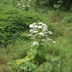 der ausgewachsene Bärenklau erhebt sich über die umgebende Vegetaion