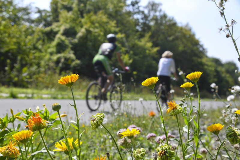 Blumen am Trassenrand