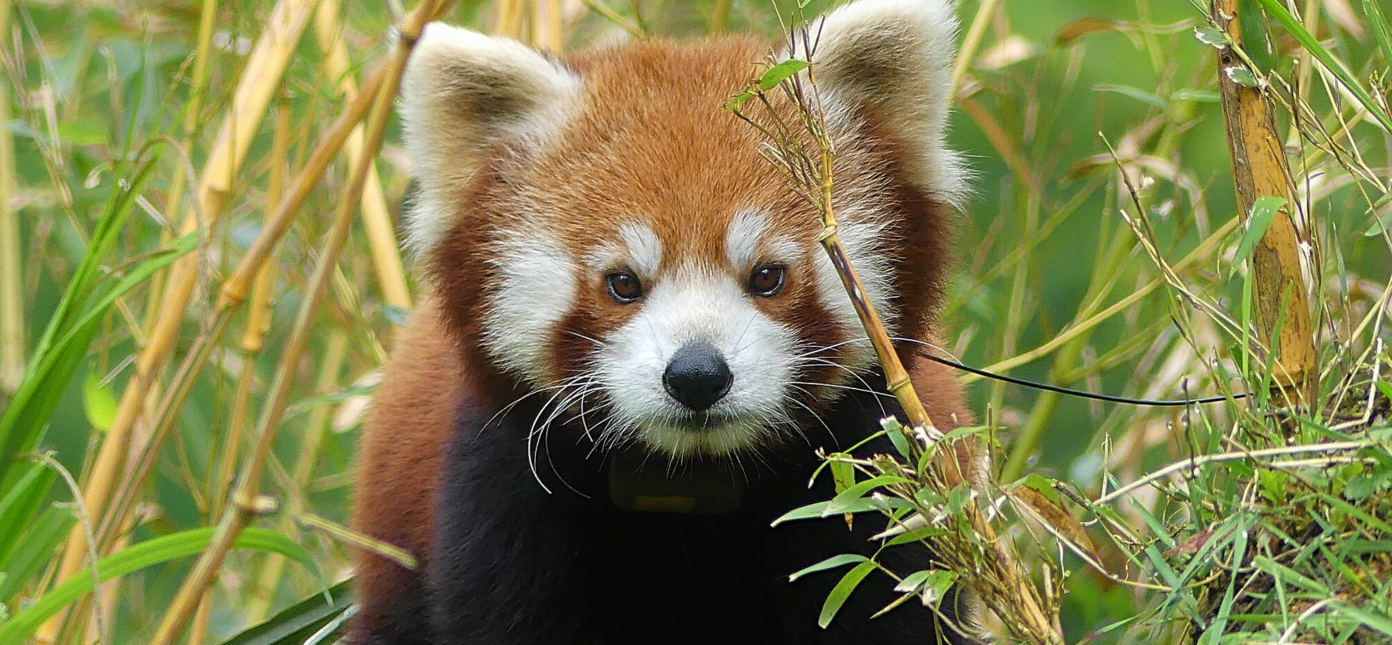 Ein Roter Panda schaut in die Kamera