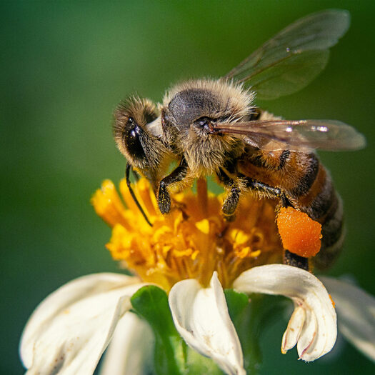 Closeup shot of a bee on a chamomile flower