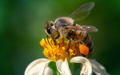 Closeup shot of a bee on a chamomile flower