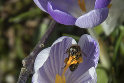 Wildbiene auf Blume