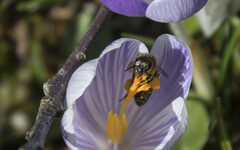 Wildbiene auf Blume