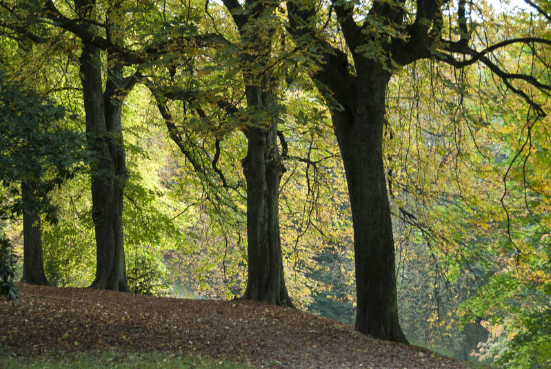 Waldlandschaft