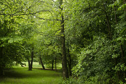 Waldlandschaft