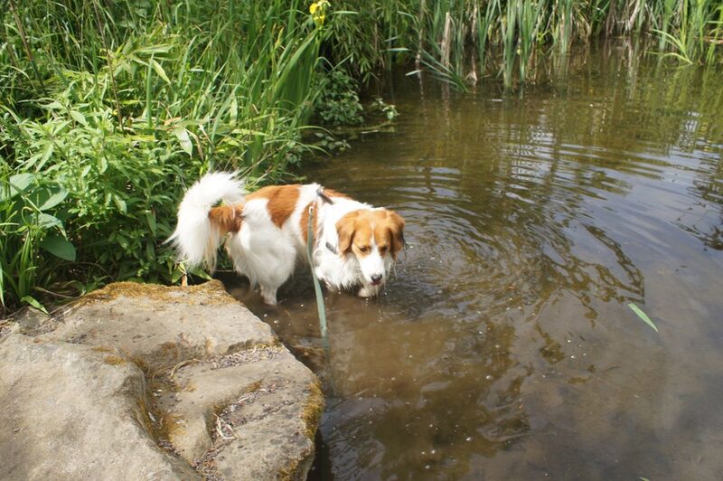 Hund im Wasser