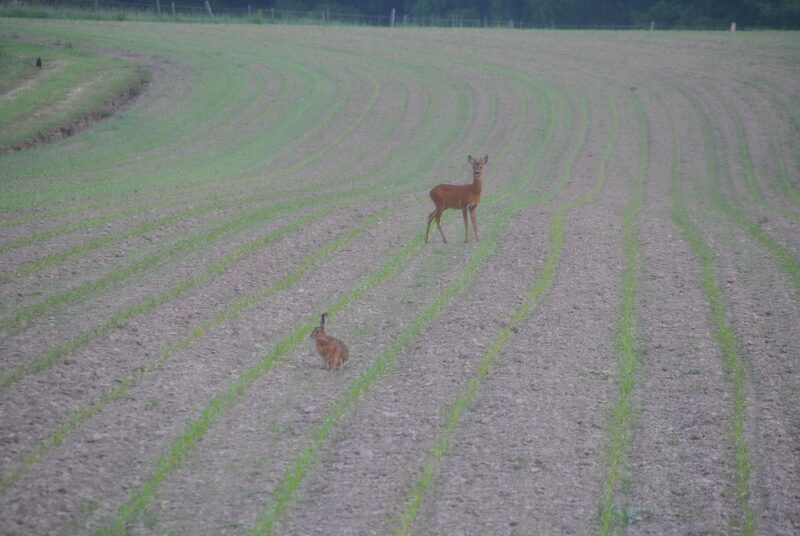 Reh und Hase