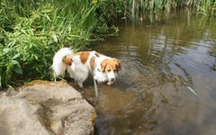 Hund in der Landschaft