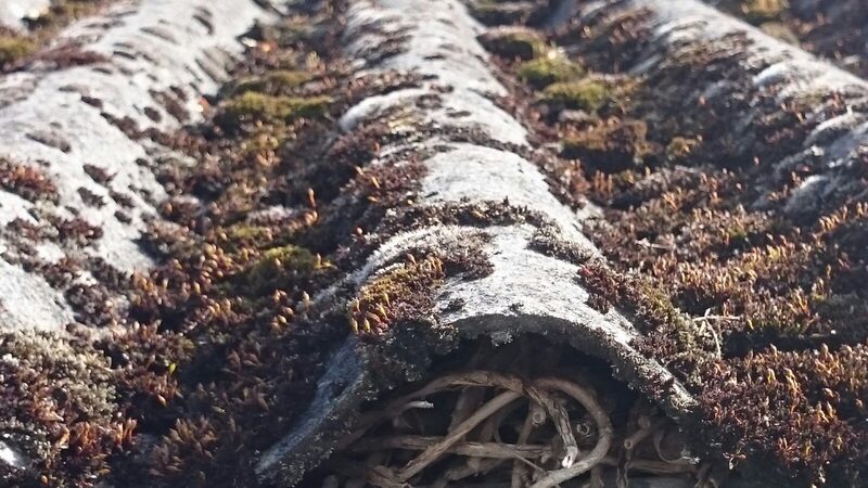 Foto von bemoosten Asbestzement-Wellplatten