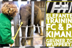 Logo zoos Media Elefanten-Jungtier KIMANA im freien & geschützten Kontakt
