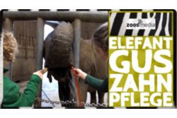 Elefant Gus bei der Zahnpflege