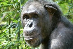 Schimpanse im Grünen Zoo Wuppertal