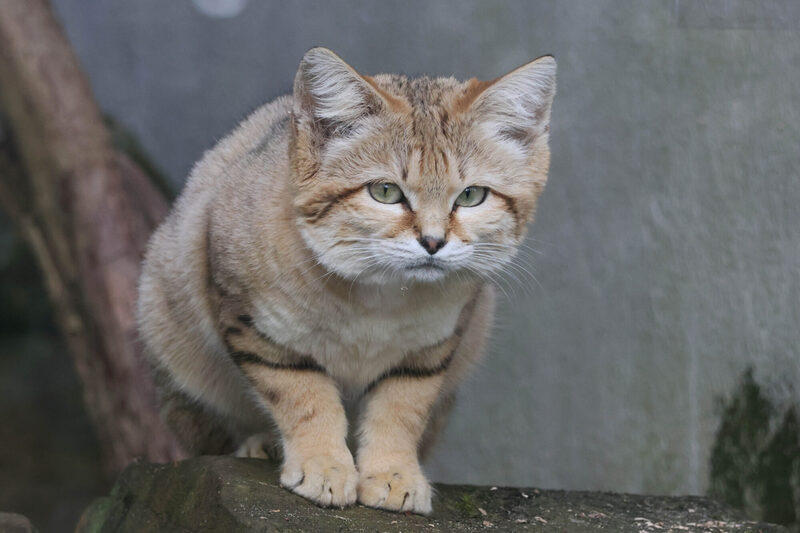 Sandkatze Gryjoy auf einem Stein sitzend