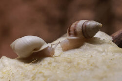 Zwei Moorea Baumschnecken