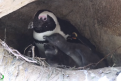 Brillenpinguin mit zwei Küken in einer erdhöhle sitzend