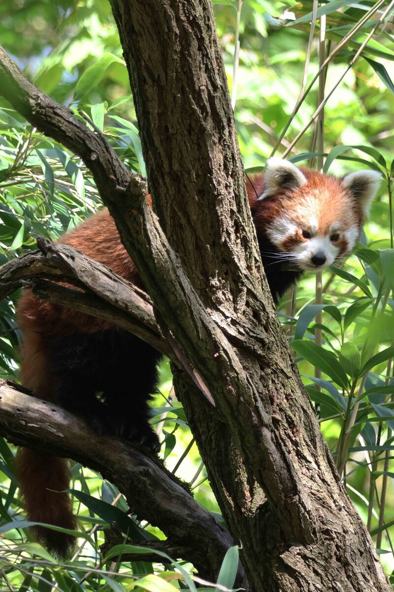 Roter Panda Uma im Geäst