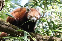 Roter Panda Uma auf einm Ast mit einem Blatt im Maul