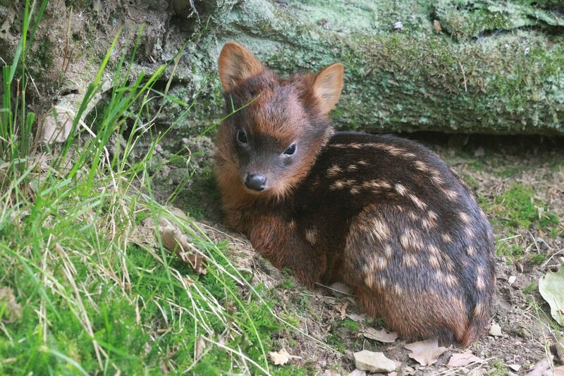 Pudu Jungtier im Gras liegend