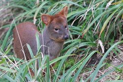 Pudu im hohen Gras stehend