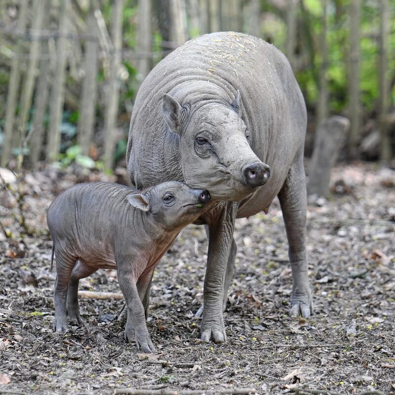 Sulawesi-Hirscheber mit Jungtier im Grünen Zoo Wuppertal