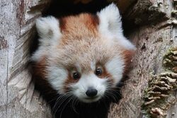 Roter Panda Jungtier Jinjin schaut aus der Bruthöhle in einem Baumstamm