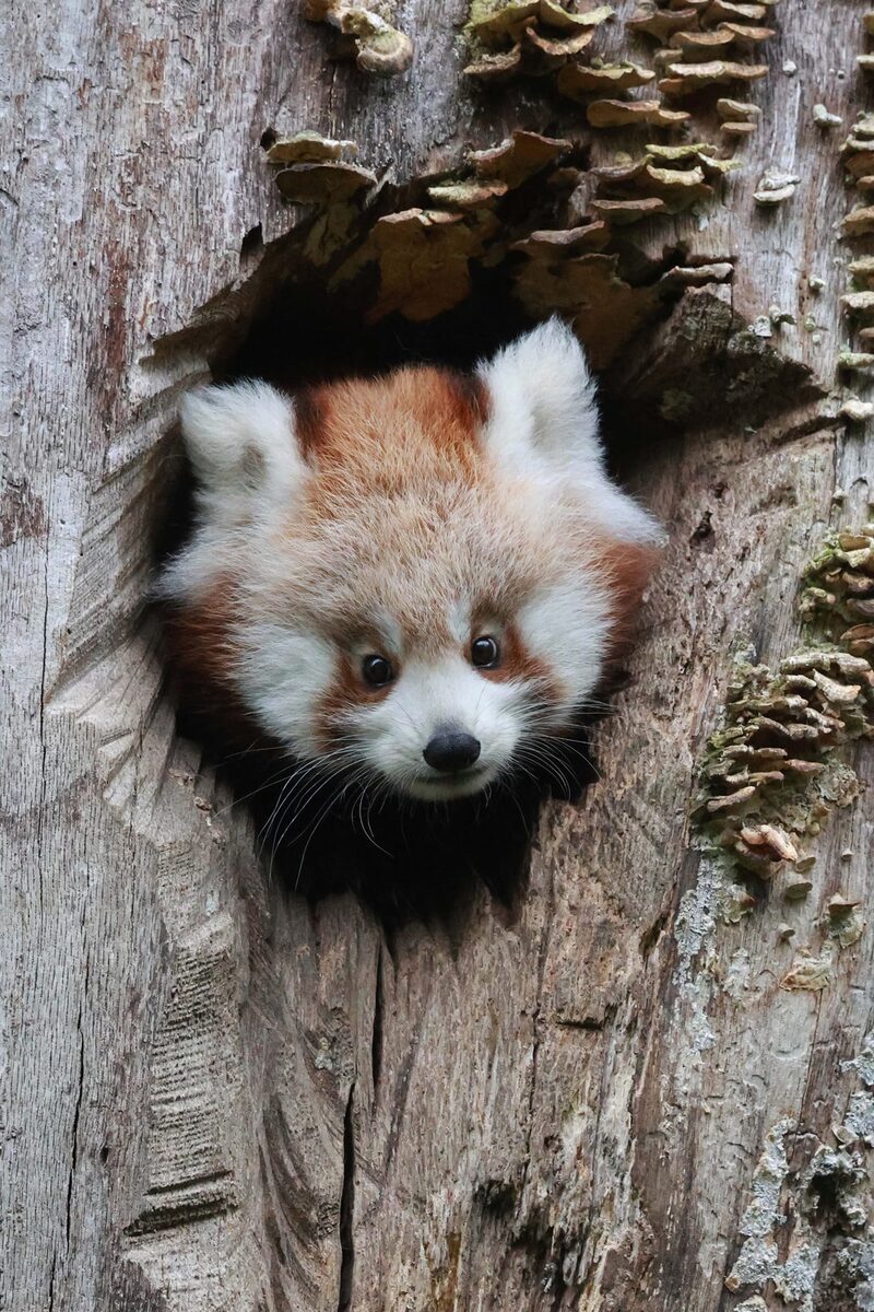 Roter Panda Jungtier Jinjin schaut aus der Bruthöhle in einem Baumstamm