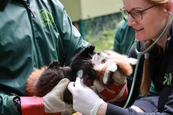 Erster Besuch der Tierärztin beim Panda-Nachwuchs