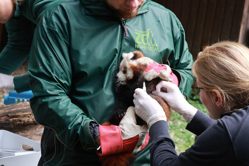 Rotes Panda Jungtier bei seiner ersten Impfung