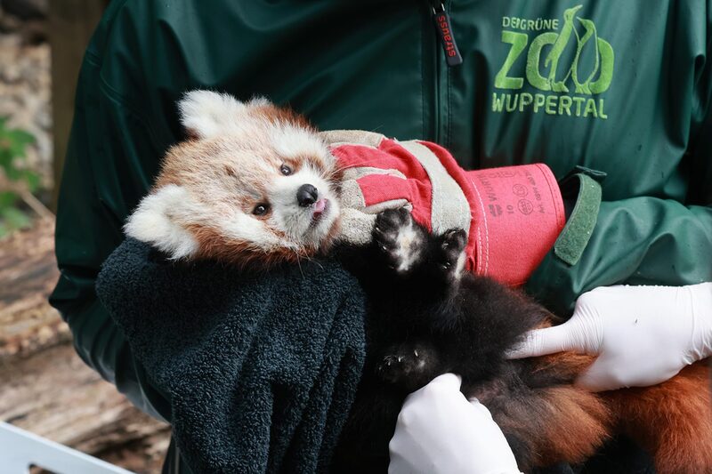 Rotes Panda Jungtier bei seiner ersten Untersuchung durch die Tierärztin