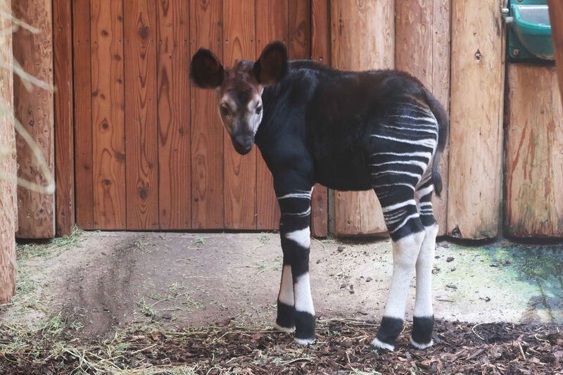 Okapi Jungtier Zuri im Stall