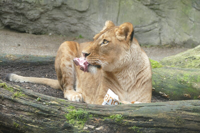 Löwe mit Fleischstück im Maul