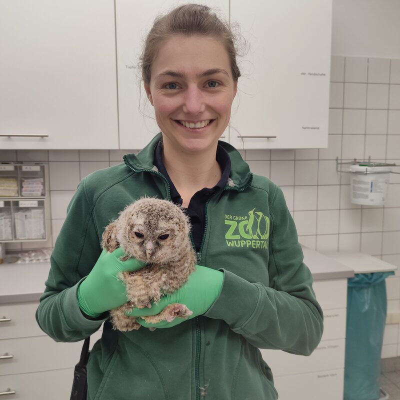 Zootierärztin Laura Platner hält eienen jungen Uhu in den Händen
