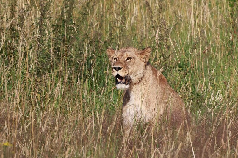 Löwe Alore im hohen Gras