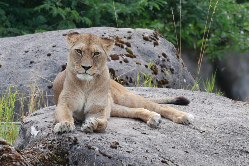 Löwe Alore auf einem Felsen liegend