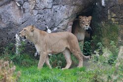 Löwen Alore und Amera vor dem Eingang zur Höhle