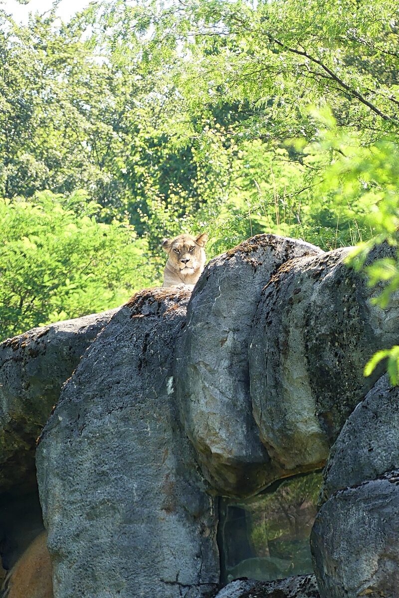 Löwe Alore auf einem Felsen liegend