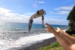 Vogel wird aus den Händen in die Natur über das Meer hinaus entlassen