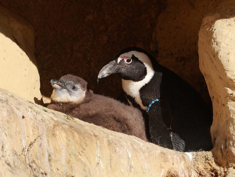 Brillenpinguin mit Jungtier zusammen in einer Felshöhle