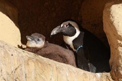 Brillenpinguin mit Jungtier zusammen in einer Felshöhle