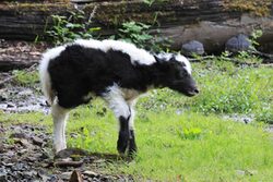 Yak Jungtier in schwarz und weiß gescheckt