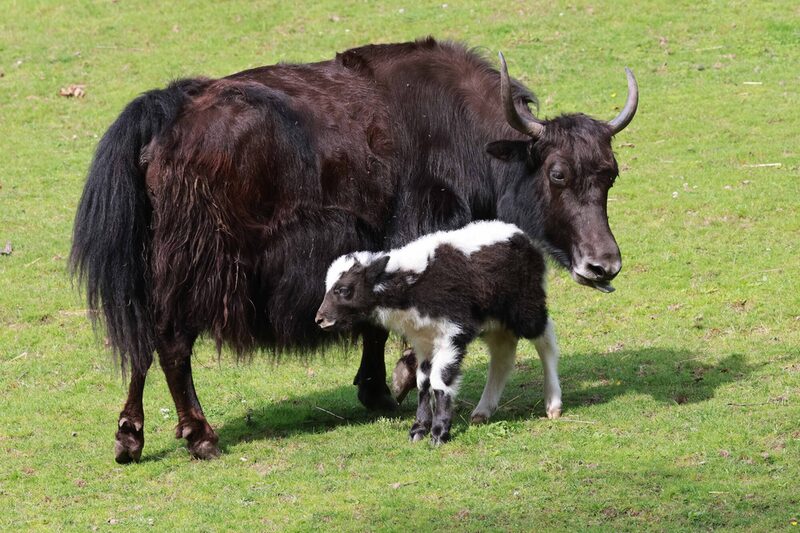 Yak mit Jungtier