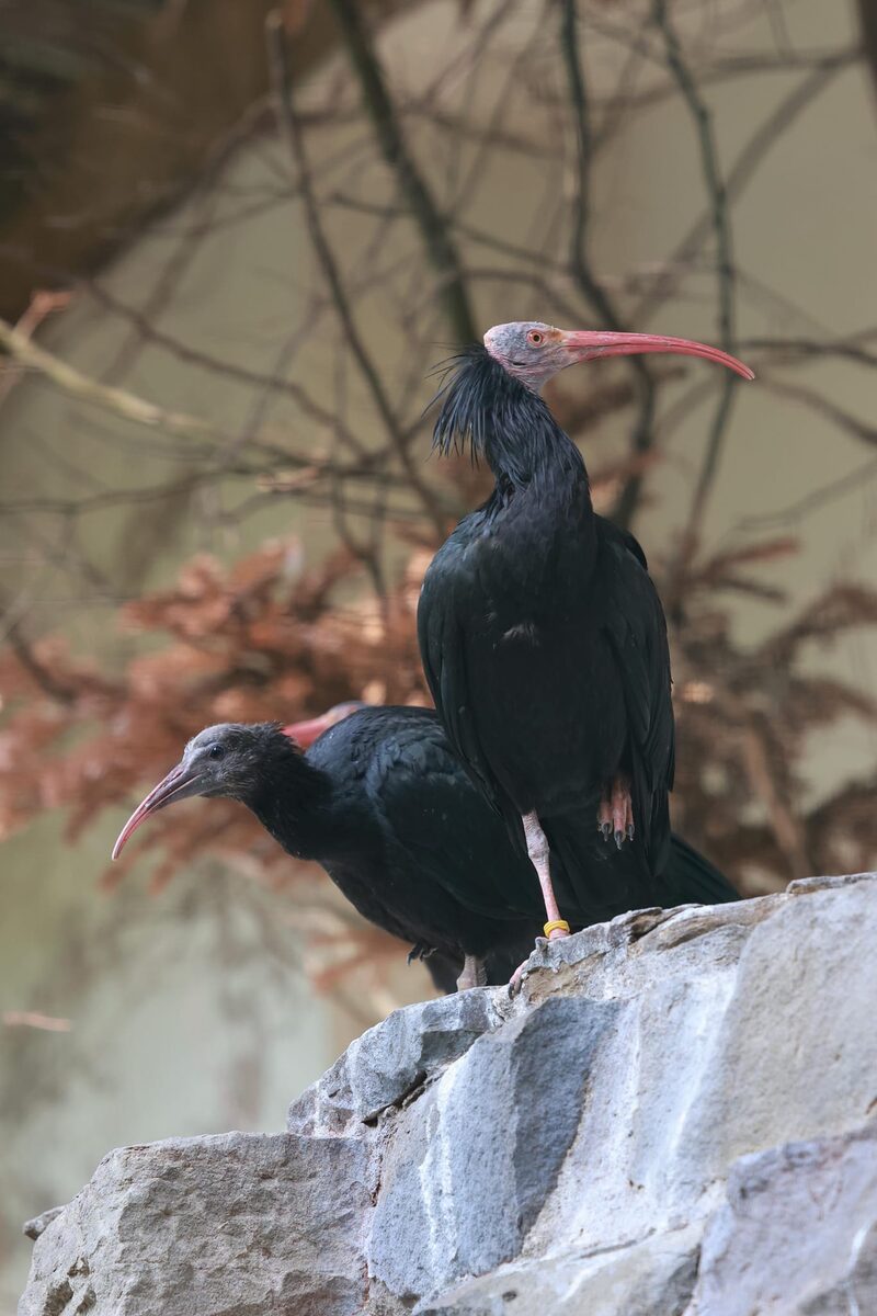 Waldrappen Altvogel mit Jungtier