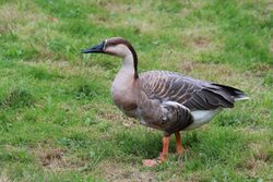 Schwanengans auf der Wiese