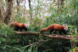 Roter Panda mit Jungtier hintereinander laufend über einen Baumstamm im Grünen Bambus