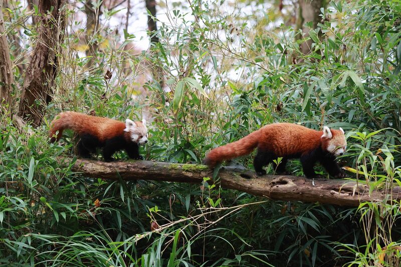 Roter Panda mit Jungtier hintereinander laufend über einen Baumstamm im Grünen Bambus