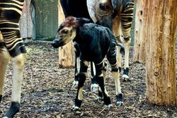 Gerade geborenes Okapi Jungtier