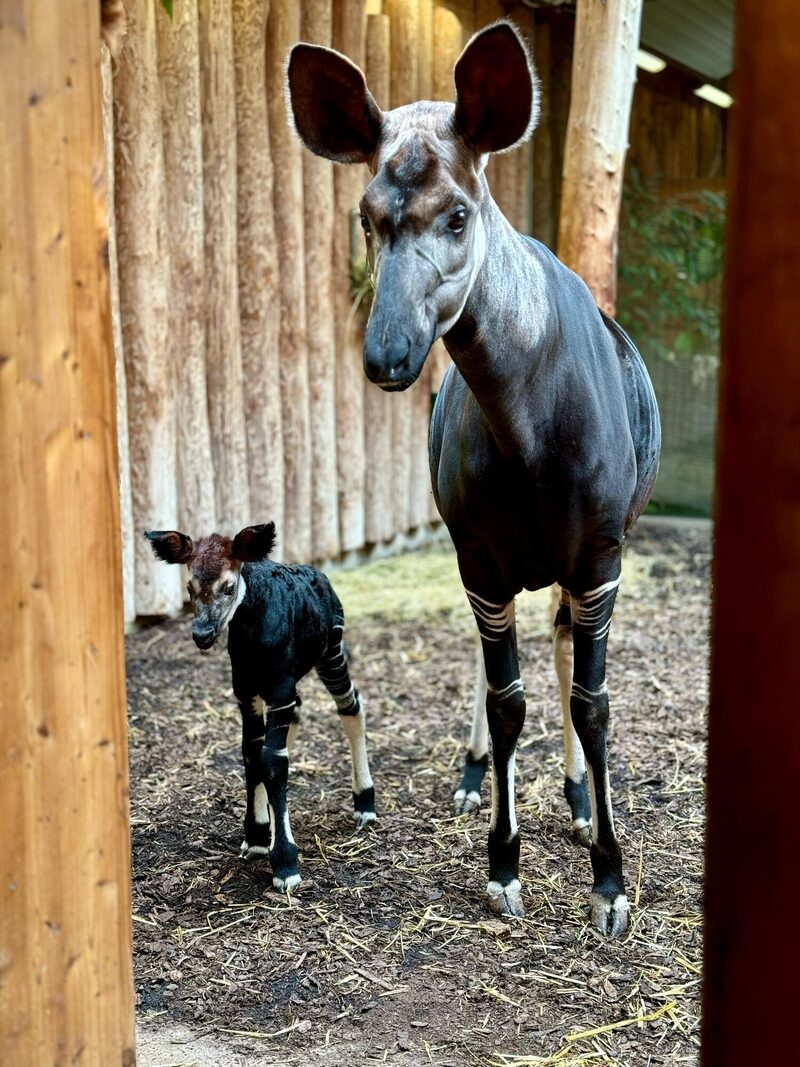 Okapi Jungtier mit Muttertier