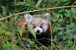 Roter Panda Jungtier Jinjin im Gebüsch