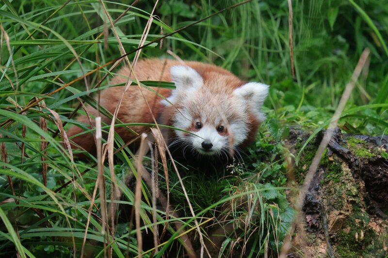 Roter Panda Jungtier Jinjin im Gras